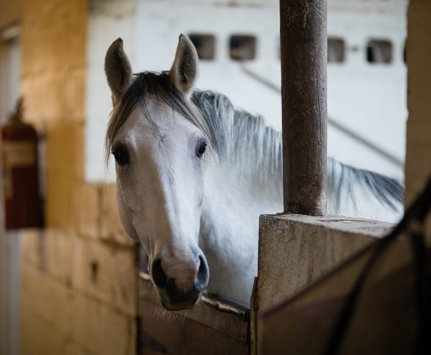close up of horse in stable